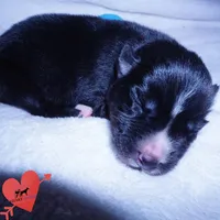 Solid Black AKC OFA Embark, a male Siberian Husky for sale in Anderson, SC – 2 of 10