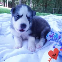AKC OFA & Embark Parents, a male Siberian Husky for sale in Anderson, SC – 8 of 10