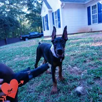 Health Tested - European, a  Doberman Pinscher for sale in Anderson, SC – 2 of 5