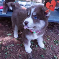 Brown/white OFA Tested Parents, a female Siberian Husky for sale in Anderson, SC – Photo 4 of 10