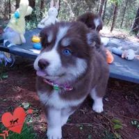 Brown/white OFA Tested Parents, a female Siberian Husky for sale in Anderson, SC – Photo 2 of 10