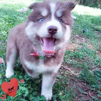 Brown/white OFA Tested Parents, a female Siberian Husky for sale in Anderson, SC – Photo 8 of 10