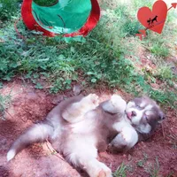 Brown/white OFA Tested Parents, a female Siberian Husky for sale in Anderson, SC – Photo 7 of 10