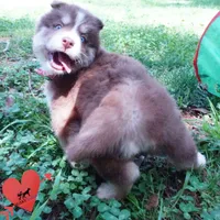 Brown/white OFA Tested Parents, a female Siberian Husky for sale in Anderson, SC – Photo 6 of 10