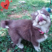 Brown/white OFA Tested Parents, a female Siberian Husky for sale in Anderson, SC – Photo 5 of 10