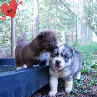OFA & Embark Tested Parents - Usopp, a male Siberian Husky for sale in Anderson, SC – 8 of 9