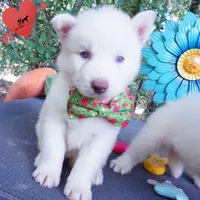 Solid White Female AKC OFA, a female Siberian Husky for sale in Anderson, SC – 7 of 10