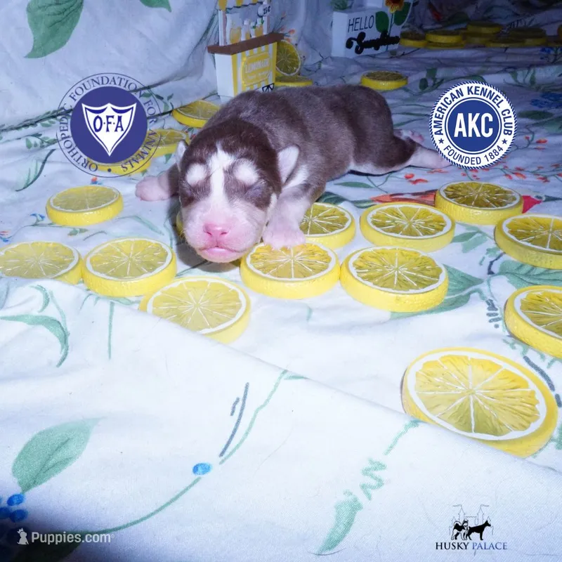 OFA & AKC Red/white – Siberian Husky puppy for sale in Anderson, SC