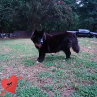 AKC OFA Solid Black - Raven, a female Siberian Husky for sale in Anderson, SC – 7 of 10