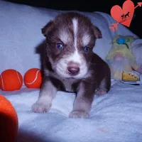 AKC OFA Brown/white, a male Siberian Husky for sale in Anderson, SC – 5 of 10