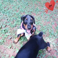 Champion & Full Euro AKC - Yue, a female Doberman Pinscher for sale in Anderson, SC – 7 of 10