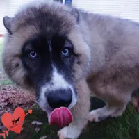 AKC Agouti Embark & OFA Parents, a female Siberian Husky for sale in Anderson, SC – 6 of 10