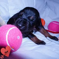 Champion & Full Euro AKC - Kora, a female Doberman Pinscher for sale in Anderson, SC – 7 of 10