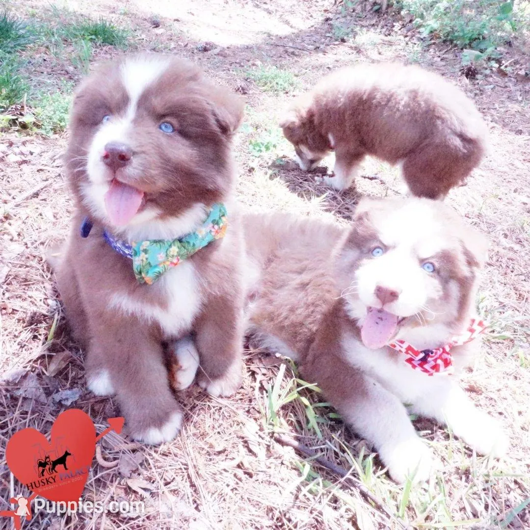 AKC OFA Brown/white, a male Siberian Husky for sale in Anderson, SC – Photo 3 of 10