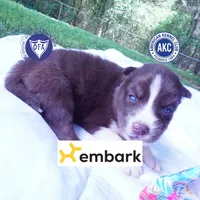 Embark & OFA Tested Parents, a male Siberian Husky for sale in Anderson, SC – 1 of 10