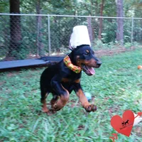 Fully European Parents health tested, a male Doberman Pinscher for sale in Anderson, SC – 5 of 10