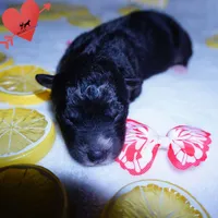AKC Solid Black - Storm, a female Siberian Husky for sale in Anderson, SC – 3 of 10