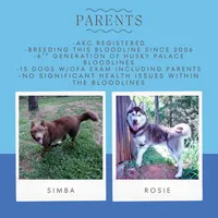 AKC OFA Tested Parents, a female Siberian Husky for sale in Anderson, SC – 3 of 10
