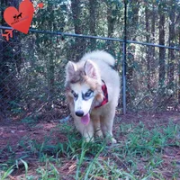 OFA & Embark Tested Parents, a female Siberian Husky for sale in Anderson, SC – 7 of 10