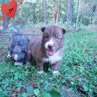 Solid Brown Embark OFA AKC - Nami, a female Siberian Husky for sale in Anderson, SC – 4 of 10