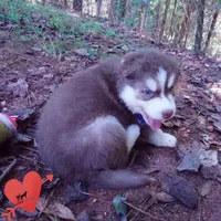 OFA & AKC Red/white, a male Siberian Husky for sale in Anderson, SC – 6 of 10