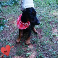 Ear cropped - Full Euro, a female Doberman Pinscher for sale in Anderson, SC – 6 of 10