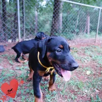Champion & Full Euro AKC, a female Doberman Pinscher for sale in Anderson, SC – 5 of 10