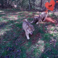 Bi-eye AKC OFA Embark, a female Siberian Husky for sale in Anderson, SC – Photo 5 of 10