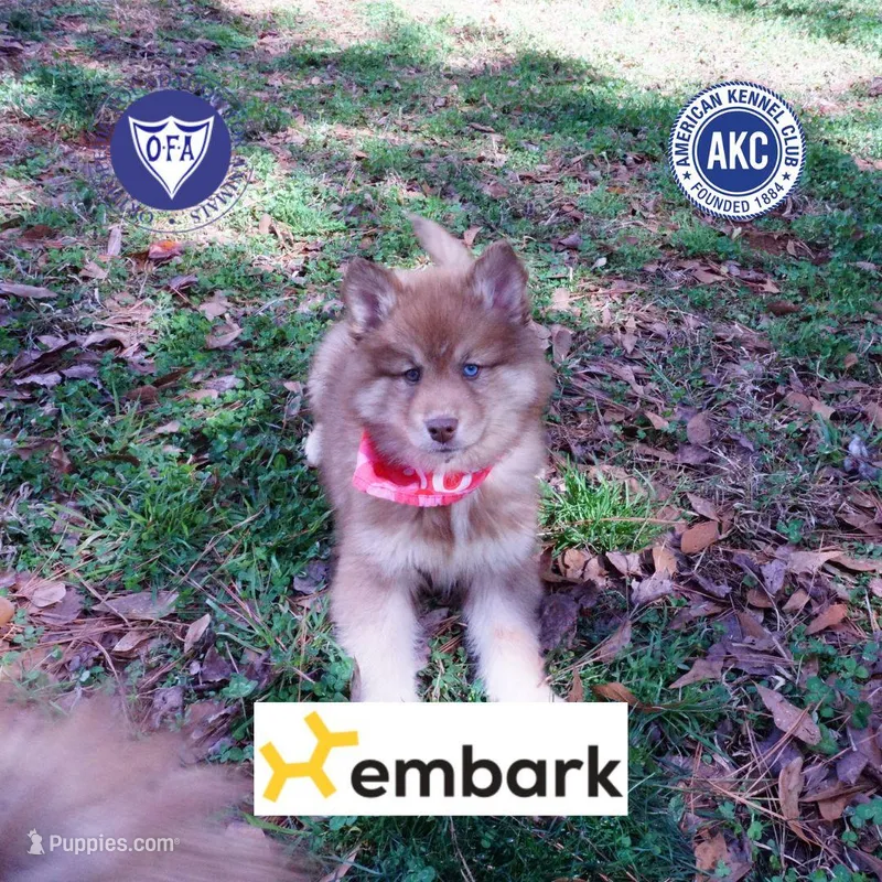 Bi-eye AKC OFA Embark