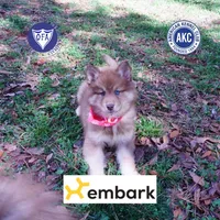 Bi-eye AKC OFA Embark, a female Siberian Husky for sale in Anderson, SC – Photo 1 of 10