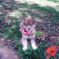 Bi-eye AKC OFA Embark, a female Siberian Husky for sale in Anderson, SC – Photo 8 of 10