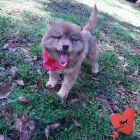 Bi-eye AKC OFA Embark, a female Siberian Husky for sale in Anderson, SC – Photo 7 of 10