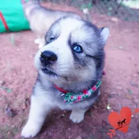 OFA & Embark Tested Parents, a male Siberian Husky for sale in Anderson, SC – 4 of 10