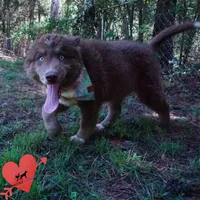 AKC Solid Brown OFA, a female Siberian Husky for sale in Anderson, SC – 2 of 10