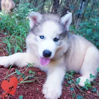 AKC OFA Embark Parents, a male Siberian Husky for sale in Anderson, SC – 7 of 10