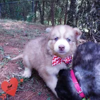 OFA & Embark - Carrot, a male Siberian Husky for sale in Anderson, SC – 4 of 10