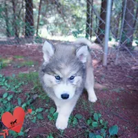Embark, AKC, & OFA, a female Siberian Husky for sale in Anderson, SC – 8 of 10