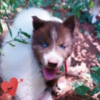 AKC OFA Tested Parents, a female Siberian Husky for sale in Anderson, SC – 2 of 10