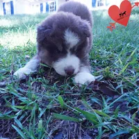 AKC & OFA Poseidon, a male Siberian Husky for sale in Anderson, SC – 6 of 10