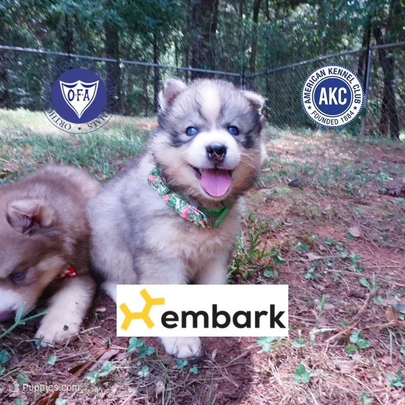 OFA & Embark Tested Parents - Usopp – Siberian Husky puppy for sale in Anderson, SC