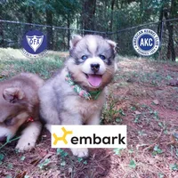 OFA & Embark Tested Parents - Usopp, a male Siberian Husky for sale in Anderson, SC – 1 of 10
