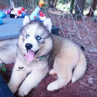 OFA & Embark Tested Parents, a female Siberian Husky for sale in Anderson, SC – 5 of 10