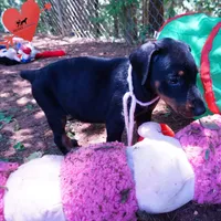 Champion & Full Euro AKC - Yue, a female Doberman Pinscher for sale in Anderson, SC – 2 of 10