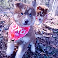Ready mid Ocotober, a  Siberian Husky for sale in Anderson, SC – 4 of 10