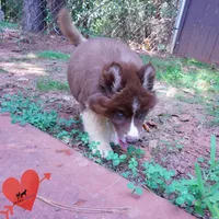 Embark & OFA Tested Parents, a male Siberian Husky for sale in Anderson, SC – 6 of 10