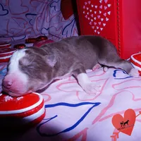 AKC Ready in April, a male Siberian Husky for sale in Anderson, SC – Photo 2 of 6