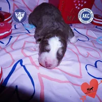 AKC Ready in April, a male Siberian Husky for sale in Anderson, SC – Photo 1 of 6