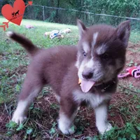 AKC OFA Brown/white, a male Siberian Husky for sale in Anderson, SC – 2 of 10