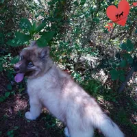 AKC Embark & OFA Parents, a male Siberian Husky for sale in Anderson, SC – 8 of 10