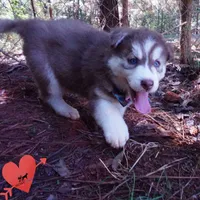 OFA & AKC Red/white, a male Siberian Husky for sale in Anderson, SC – 2 of 10